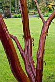 ARBUTUS X ANDRACHNOIDES SHOWING BARK DAMPENED BY RAIN