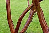 ARBUTUS X ANDRACHNOIDES SHOWING BARK DAMPENED BY RAIN