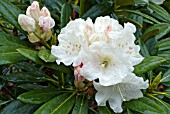 RHODODENDRON X YAKUSHIMANUM INCENSE