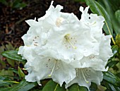 RHODODENDRON X YAKUSHIMANUM INCENSE