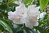 RHODODENDRON X LODERI WHITE