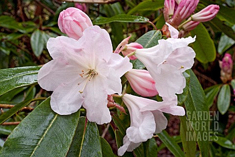 RHODODENDRON_X_LODERI_KING_GEORGE