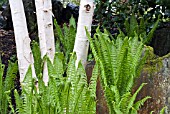 BETULA UTILIS VAR JAQUEMONTII WITH MATTEUCCIA STRUTHIOPTERIS