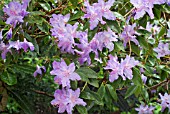 RHODODENDRON AUGUSTINII