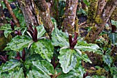 TRILLIUM KURABAYASHII WITH ARALIA CHINENSIS TRUNKS AND MOSS