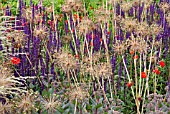 PLANTING SCHEME WITH SALVIA NEMOROSA CARADONNA, GEUMS, SEDUMS AND ALLIUMS