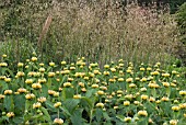 PHLOMIS RUSSELIANA WITH STIPA GIGANTEA