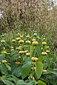 PHLOMIS RUSSELIANA WITH STIPA GIGANTEA