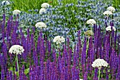 SALVIA NEMOROSA CARADONNA WITH ERYNGIUM X ZABELII JOS EIJKING AND ALLIUM NIGRUM