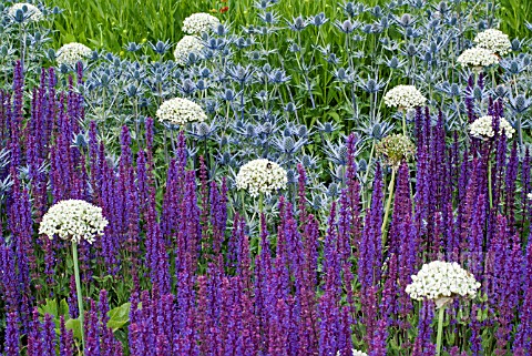 SALVIA_NEMOROSA_CARADONNA_WITH_ERYNGIUM_X_ZABELII_JOS_EIJKING_AND_ALLIUM_NIGRUM