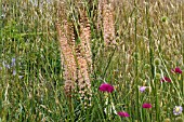 EREMURUS ROMANCE WITH STIPA GIGANTEA, GRASSES, KNAUTIA, MEADOW PLANTS AND ANNUALS