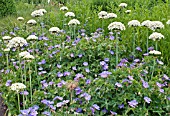 GERANIUM ROZANNE WITH ALLIUM NIGRUM IN A PERENNIAL PLANTING SCHEME