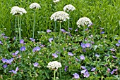 GERANIUM ROZANNE WITH ALLIUM NIGRUM IN A PERENNIAL PLANTING SCHEME