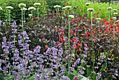 NEPETA, ALLIUM NIGRUM, CIMICIFUGA BRAUNLAUB AND GEUM MRS BRADSHAW