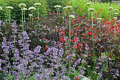 NEPETA_ALLIUM_NIGRUM_CIMICIFUGA_BRAUNLAUB_AND_GEUM_MRS_BRADSHAW