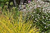 BOWLES GOLDEN SEDGE, CAREX ELATA AUREA, GROWING WITH GILLENIA TRIFOLIATA AND ALLIUM SEED HEADS