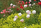 PAPAVER RHOEAS ANGELS CHOIR WITH ALCHEMILLA MOLLIS AND STIPA GIGANTEA