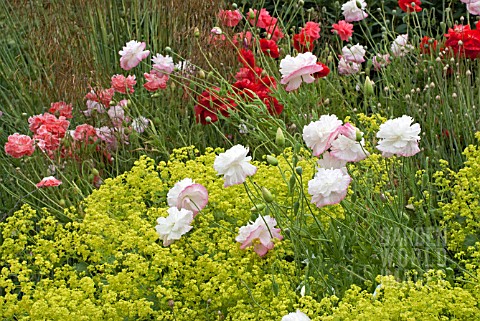 PAPAVER_RHOEAS_ANGELS_CHOIR_WITH_ALCHEMILLA_MOLLIS_AND_STIPA_GIGANTEA