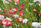 PAPAVER RHOEAS ANGELS CHOIR, MATURE PLANTS IN HIGH SUMMER