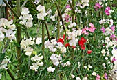 LATHYRUS ODORATUS AT HARLOW CARR GARDENS