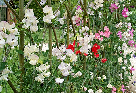 LATHYRUS_ODORATUS_AT_HARLOW_CARR_GARDENS