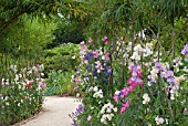 LATHYRUS ODORATUS AT HARLOW CARR GARDENS