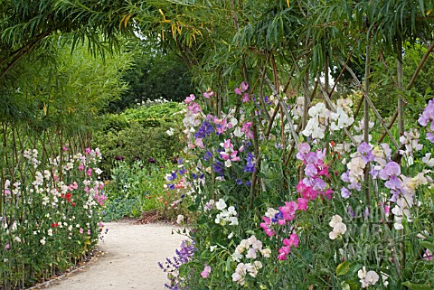 LATHYRUS_ODORATUS_AT_HARLOW_CARR_GARDENS