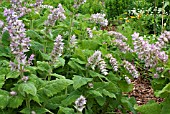 SALVIA SCLAREA VAR TURKESTANICA GROWING IN A HERB GARDEN