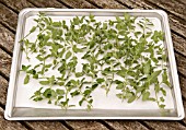 GATHERING AND DRYING CATMINT  - FRESH SHOOTS PLACED ON BAKING TRAY