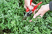 GATHERING AND DRYING CATMINT - GATHERING THE SHOOTS