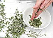 DRYING CATMINT - CRUSHING THE DRIED SHOOTS