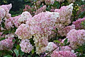 HYDRANGEA PANICULATA VANILLE FRAISE,  RENNY