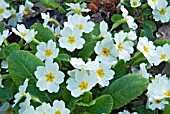 PRIMULA VULGARIS GIGHA