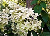 HYDRANGEA PANICULATA PINK DIAMOND, INTERHYBRIDA