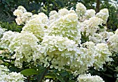 HYDRANGEA PANICULATA PHANTOM