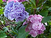 HYDRANGEA MACROPHYLLA SETSUKA-YAE