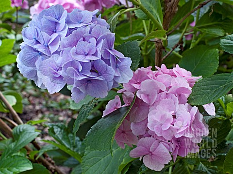 HYDRANGEA_MACROPHYLLA_SETSUKAYAE