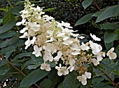 HYDRANGEA PANICULATA UNIQUE