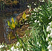 SHADED POOL WITH LEUCOJUM AESTIVUM GRAVETYE GIANT AND LYSICHITON AMERICANUS