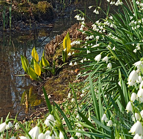 SHADED_POOL_WITH_LEUCOJUM_AESTIVUM_GRAVETYE_GIANT_AND_LYSICHITON_AMERICANUS