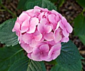 HYDRANGEA MACROPHYLLA ALTONA