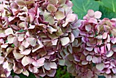 HYDRANGEA MACROPHYLLA GERDA STEINIGER