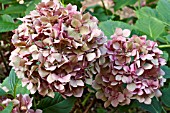 HYDRANGEA MACROPHYLLA GERDA STEINIGER