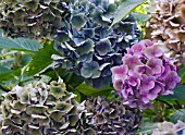 HYDRANGEA FLOWERS AGEING