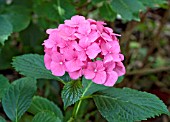 HYDRANGEA MACROPHYLLA DRAPS WONDER