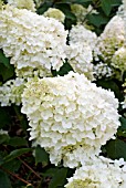 HYDRANGEA PANICULATA TARDIVA