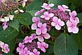 HYDRANGEA MACROPHYLLA MARIESII PERFECTA