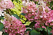 HYDRANGEA PANICULATA PINKYWINKY