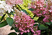 HYDRANGEA PANICULATA PINKYWINKY