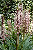 EUCOMIS COMOSA SPARKLING BURGUNDY